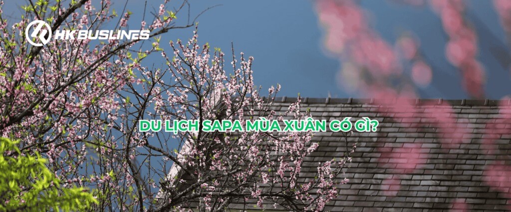 Du lịch Sapa mùa xuân cùng HK Buslines